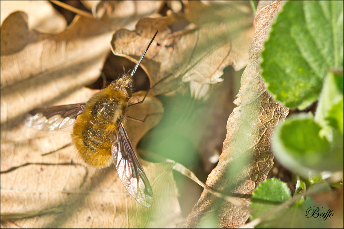 	Bombylius major